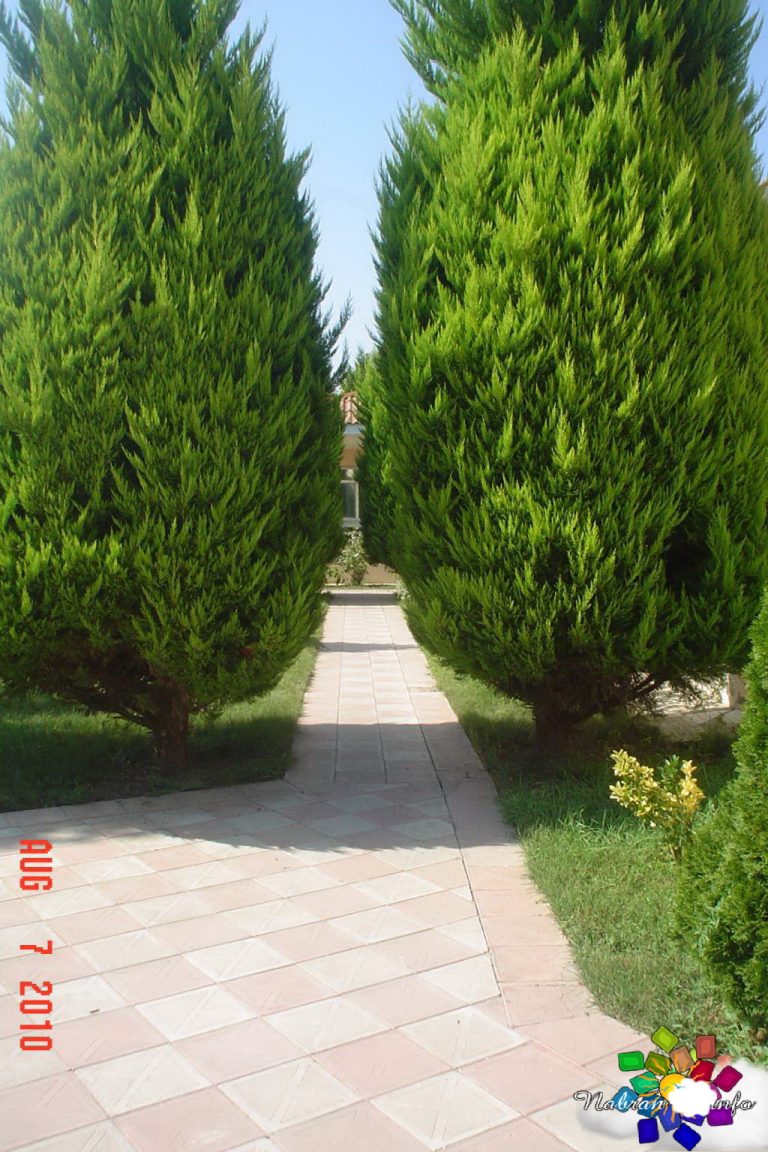 Atlant