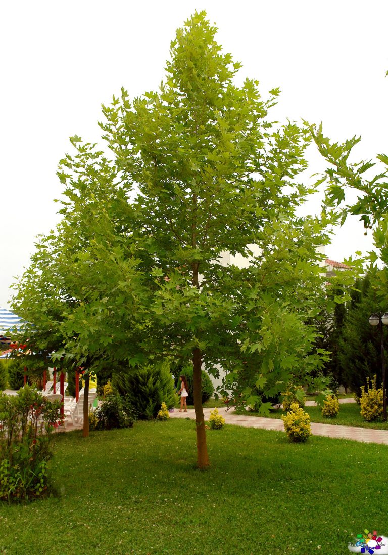 Atlant
