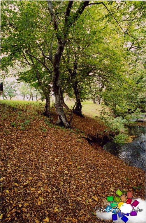 Green Ville