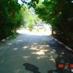 Orman