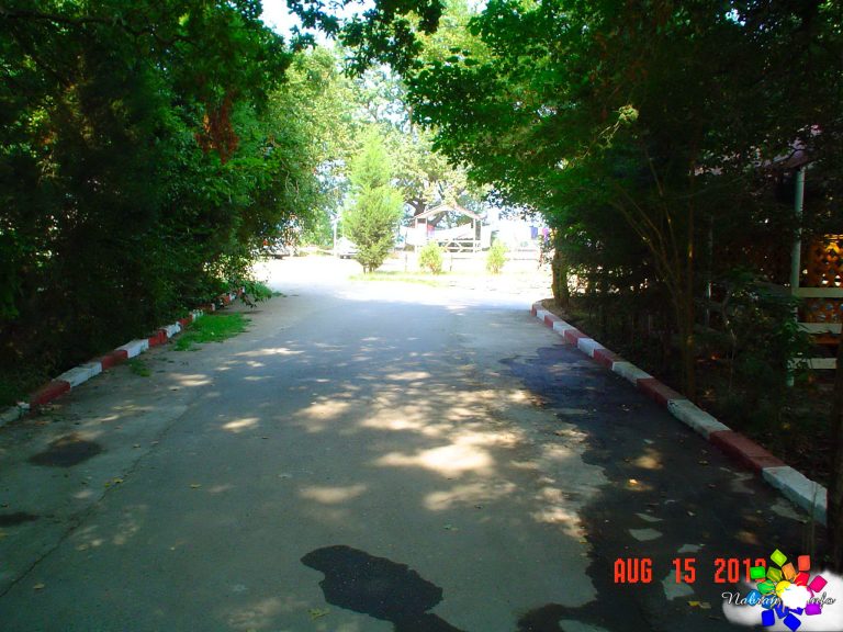 Orman