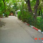 Orman