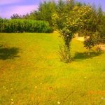 Bulaq
