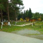 Mirvari
