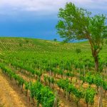Chabiant Winery Hotel