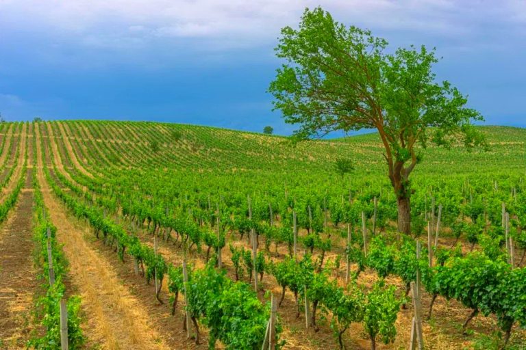 Chabiant Winery Hotel