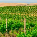 Chabiant Winery Hotel